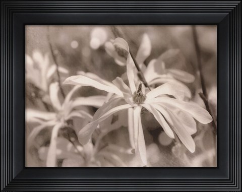 Framed Star Magnolias I Print