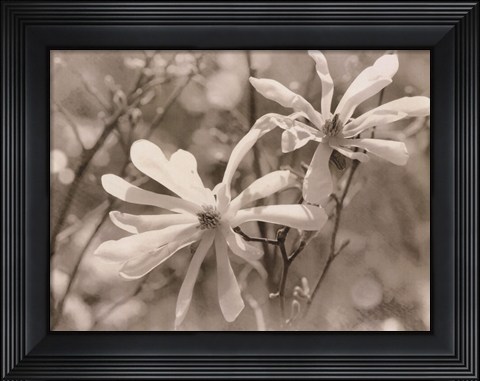 Framed Star Magnolias II Print