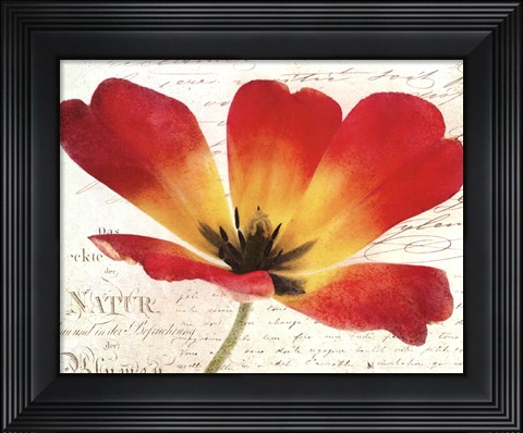 Framed Bloom I - flower Print