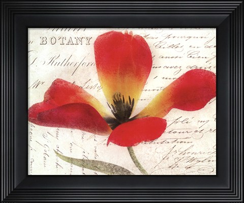 Framed Bloom II - flower Print