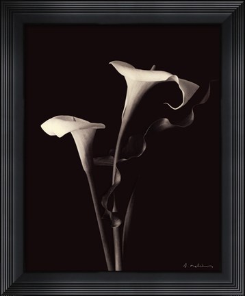 Framed Botanical Elegance Calla III Print