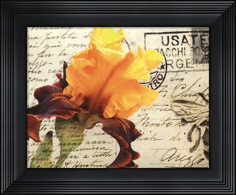 Framed Carte Postale Iris Print