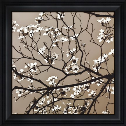 Framed Dogwood Square I Print