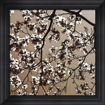 Framed Dogwood Square II Print