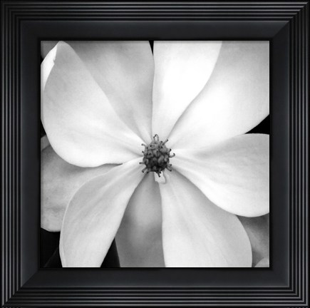 Framed Magnolia III Print