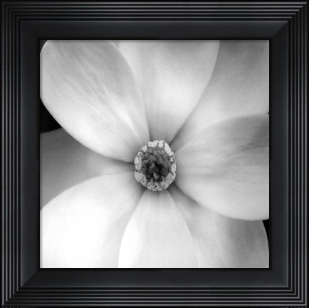 Framed Magnolia IV Print