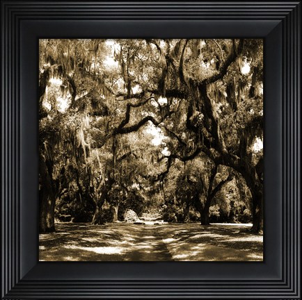 Framed Druid Oak Square I Print