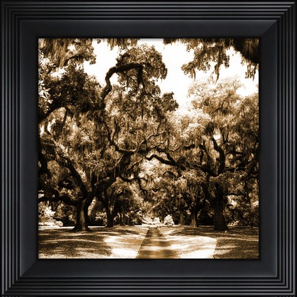 Framed Druid Oak Square II Print