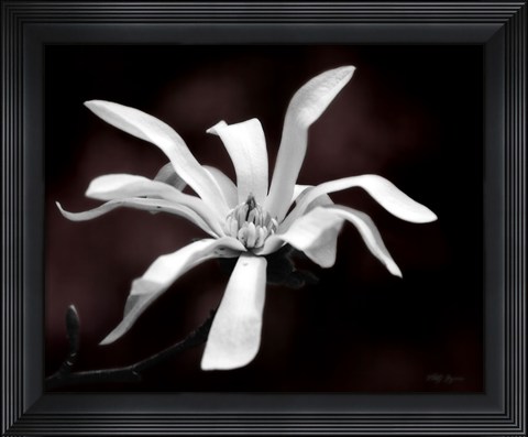 Framed Magnolia Dreams I Print