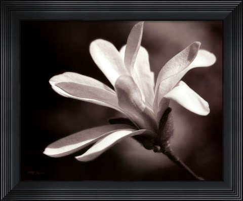 Framed Magnolia Dreams II Print