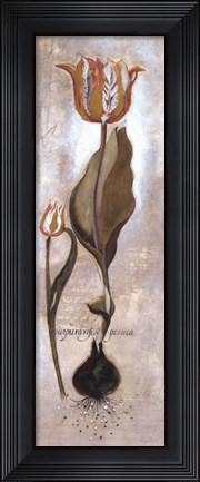 Framed Tulipa Violoncello V Print