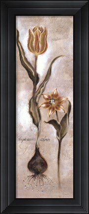 Framed Tulipa Violoncello VI Print