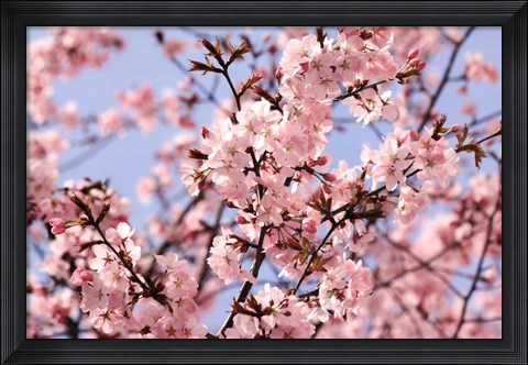 Framed Blossom Haze Print