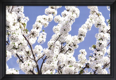 Framed Blossom Sky Print