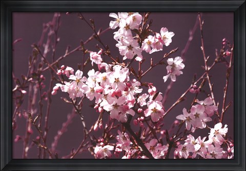 Framed Spring Blossom - Purple Print
