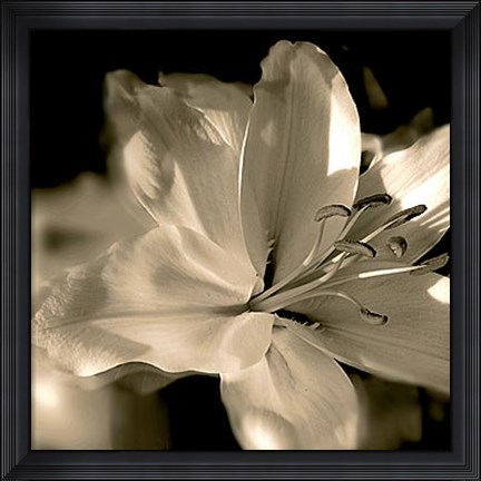 Framed Lily Glow II Print