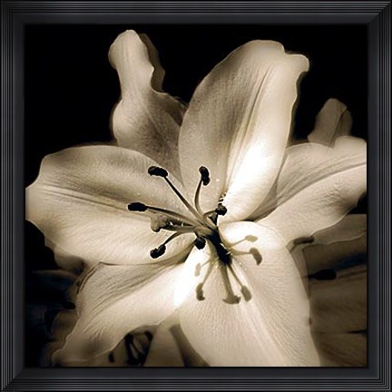 Framed Lily Glow IV Print