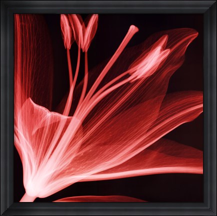 Framed Lilium Radiance Print
