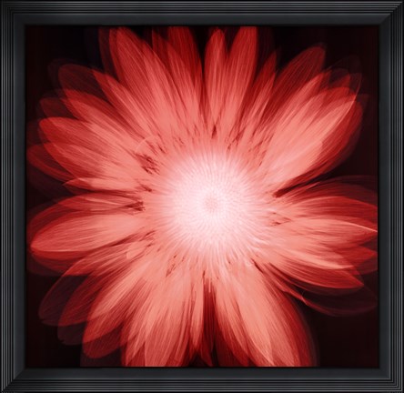 Framed Radiant Gerbera Print