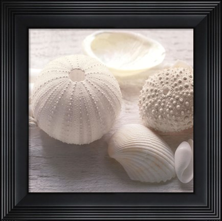 Framed Driftwood Shells IV Print