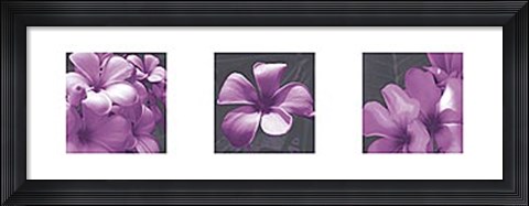 Framed Plumeria Print