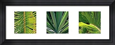 Framed Botanical Triptych II Print