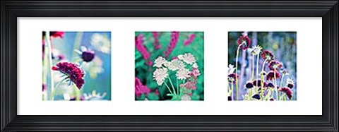 Framed Summer Border Triptych Print