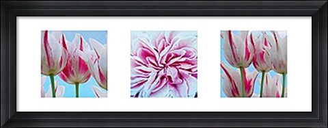 Framed Fresh Blooms Triptych Print
