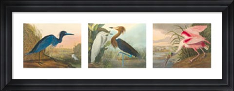 Framed Birds of America Print