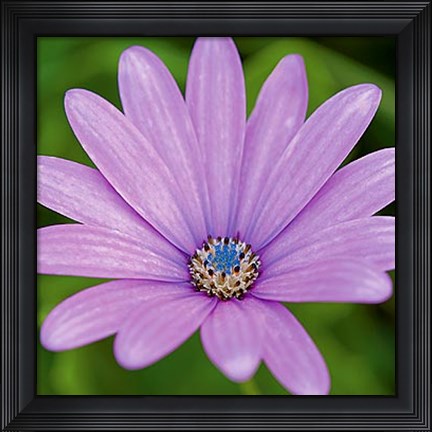 Framed Fleur I Print