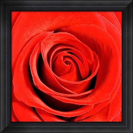 Framed Scarlet Rose Print