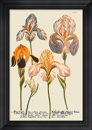Framed Iris Resplendant I Print