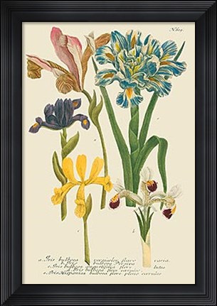Framed Iris Resplendant II Print