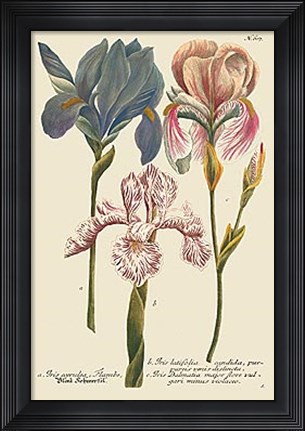 Framed Iris Resplendant III Print