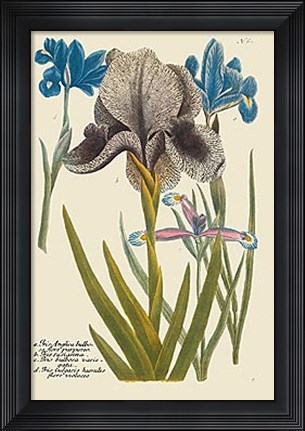 Framed Iris Resplendant IV Print