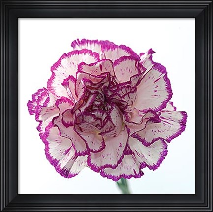 Framed Carnation Creation I Print