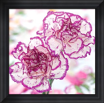 Framed Carnation Creation II Print