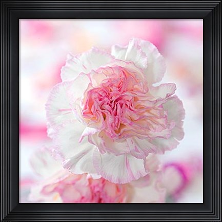 Framed Carnation Creation III Print