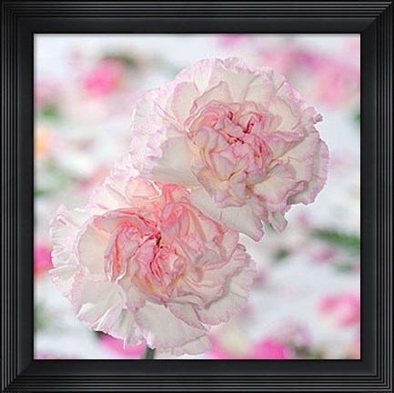 Framed Carnation Creation IV Print