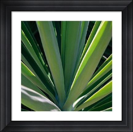Framed Botanicals VIII Print