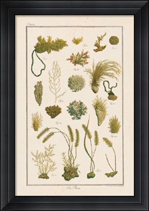 Framed Sea Plants I Print