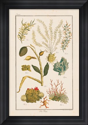 Framed Sea Plants II Print