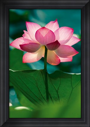 Framed Lotus In Radiance Print