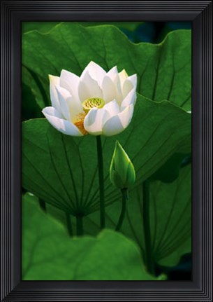 Framed White Lotus Print