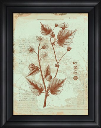 Framed Botanical II Print