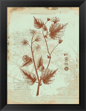Framed Botanical II Print