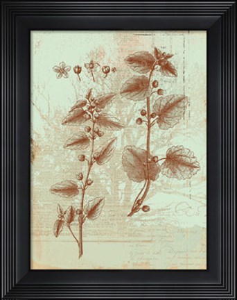 Framed Botanical III Print