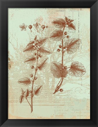 Framed Botanical III Print