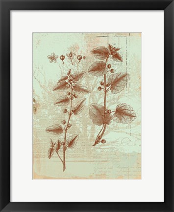 Framed Botanical III Print