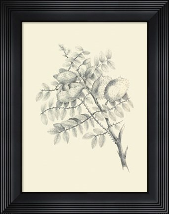 Framed Chicken Stone Tree Print